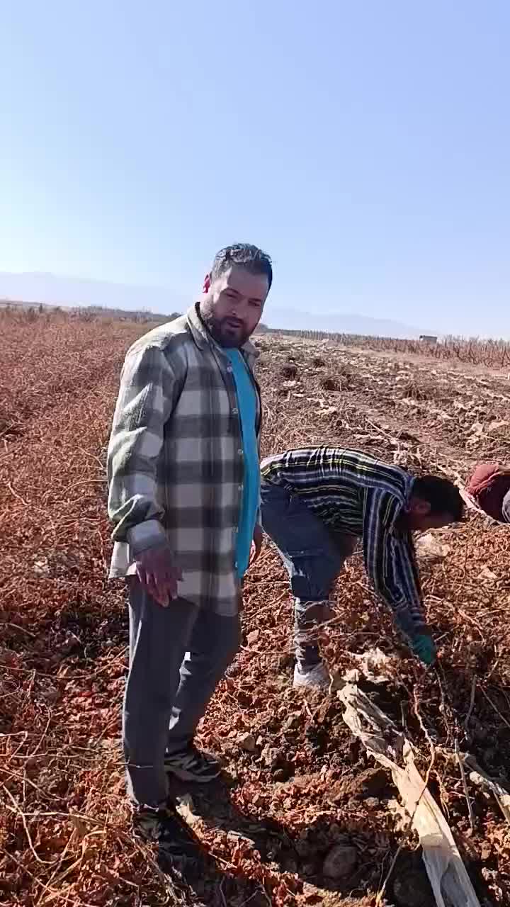 فروش ویژه نهال انگورموندارپ ونهالهای خارجی وایرانی|خدمات باغبانی و درختکاری|شیراز, میرزاکوچک خان|دیوار