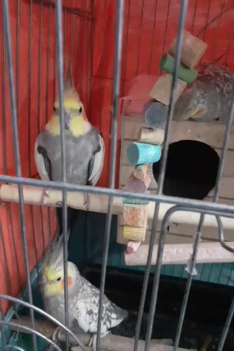 عروس هلندی|پرنده|ماهدشت, |دیوار