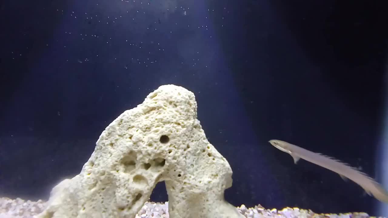 ماهی پولی|ماهی|خرمدره, |دیوار