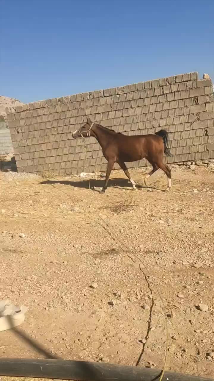 اسب درشور مادیان|اسب و تجهیزات اسب‌سواری|یاسوج, |دیوار