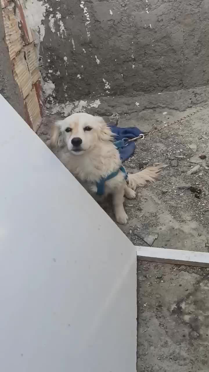 سگ خونگی|سگ|زابل, |دیوار