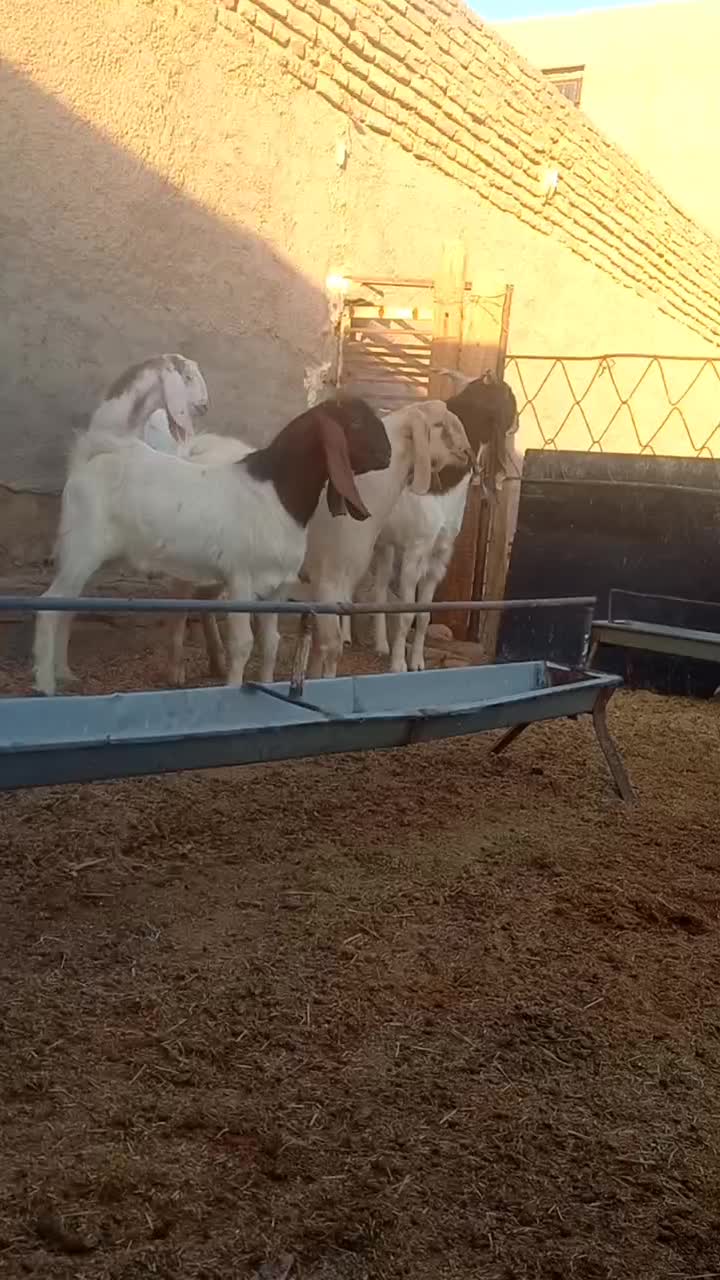 آراس نر بز پاکستانی اصل با ۳راس بزغاله نر پاکستانی|حیوانات مزرعه|گرمسار, |دیوار