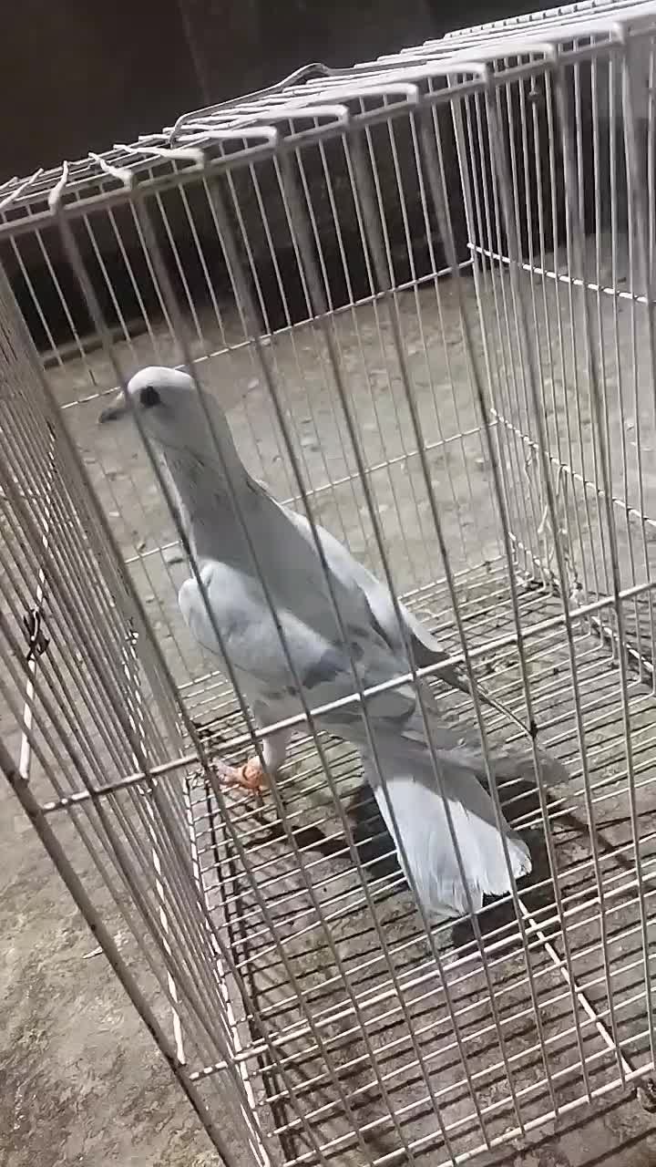 پاکستانی کرمونی|پرنده|تربت‌حیدریه, یحیی آباد|دیوار