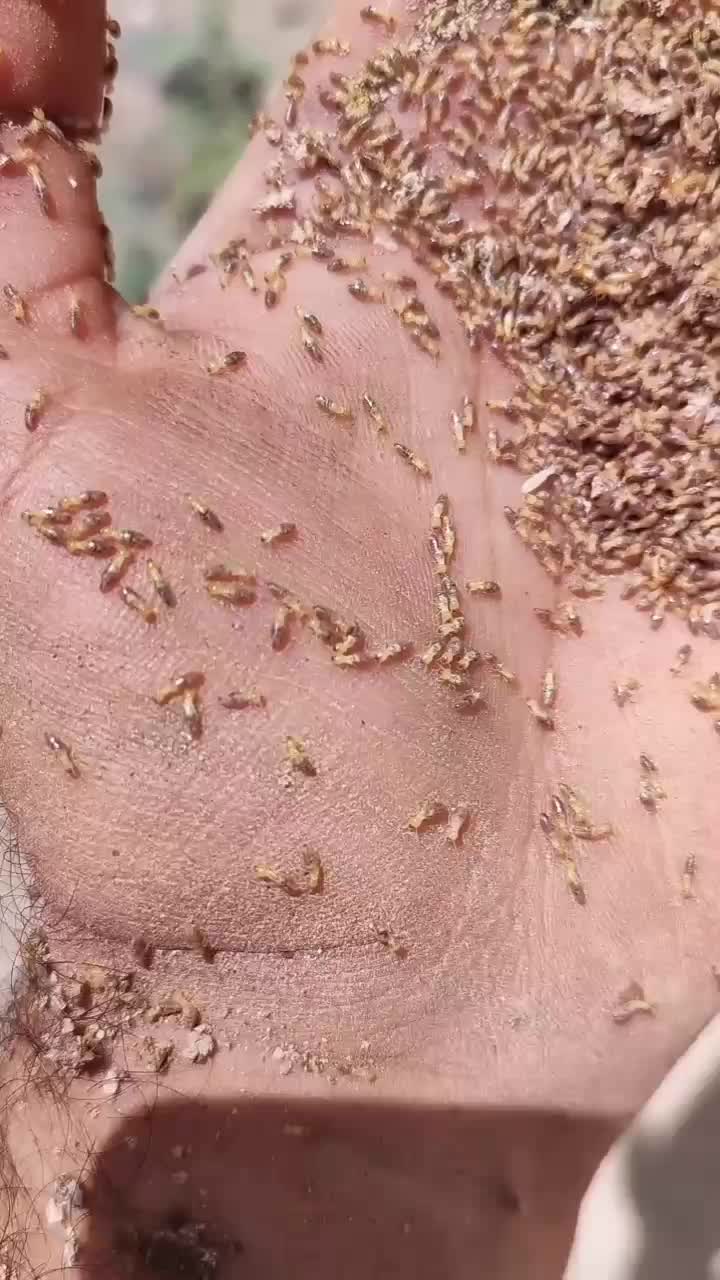 سم پاشی موریانه سوسک ساس سمپاشی تضمینی|خدمات نظافت|بندر ماهشهر, |دیوار