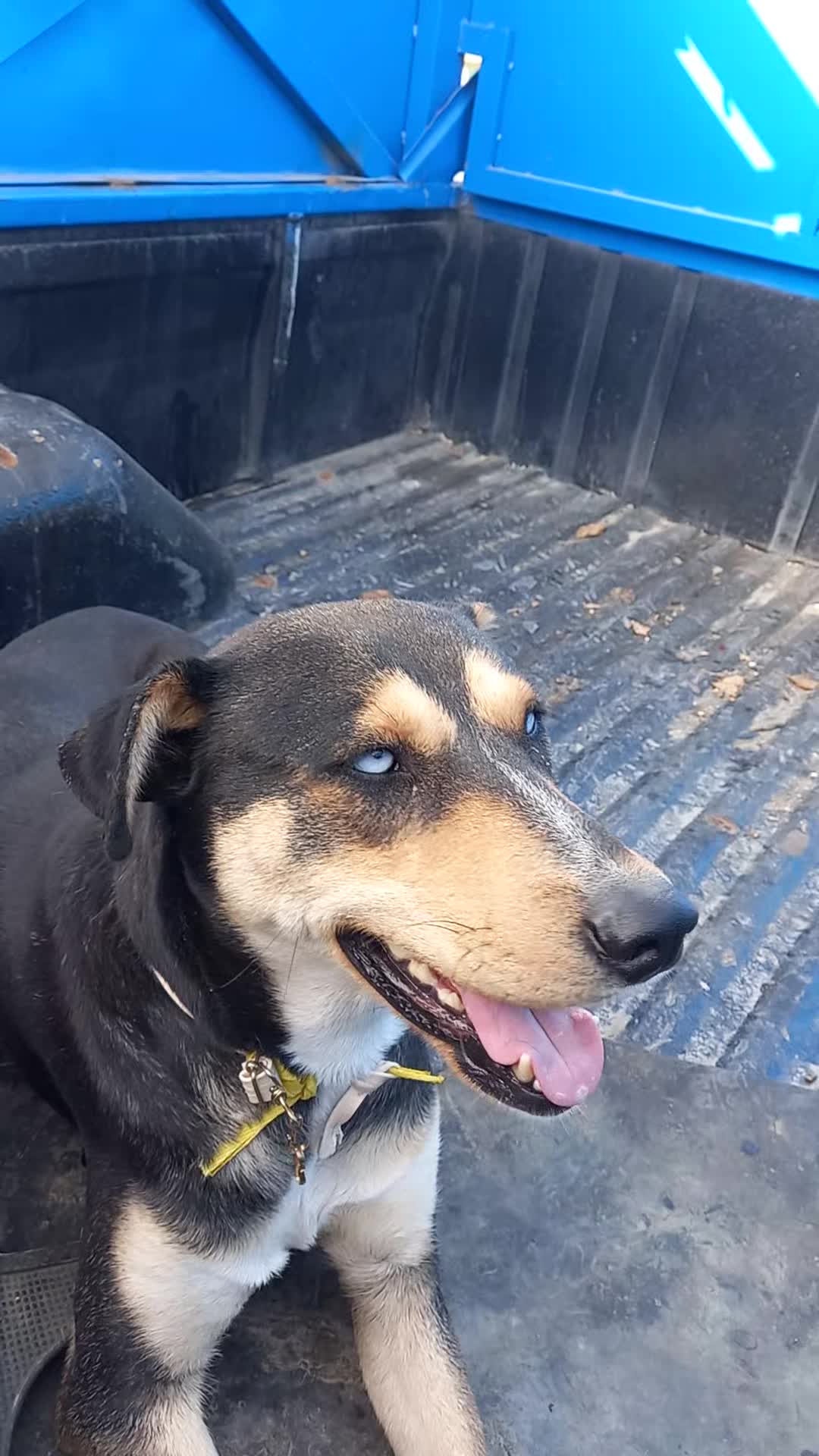 سگ ژرمن ژپتو|سگ|مشهد, کارمندان دوم|دیوار