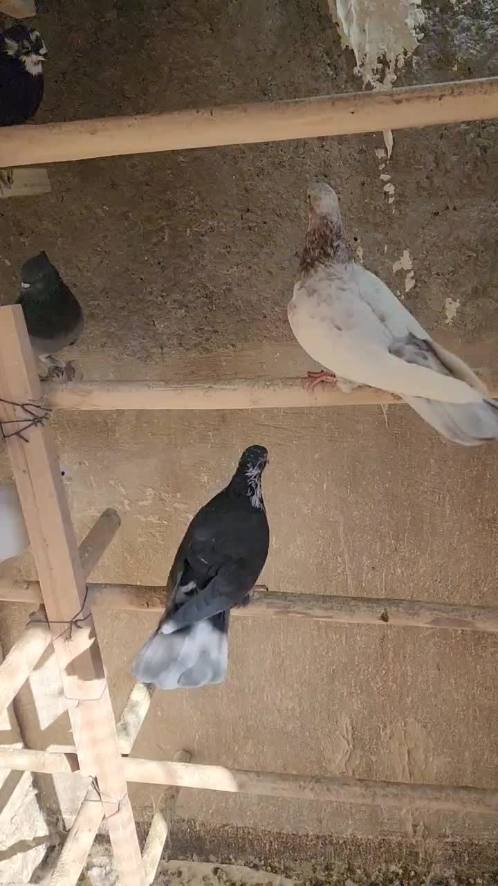 کفتر کبوتر نرو ماده پرشی|پرنده|باقرشهر, |دیوار