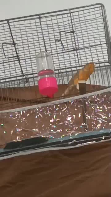 قناری بترکون معاوضه باهرچی|پرنده|کرمان, |دیوار