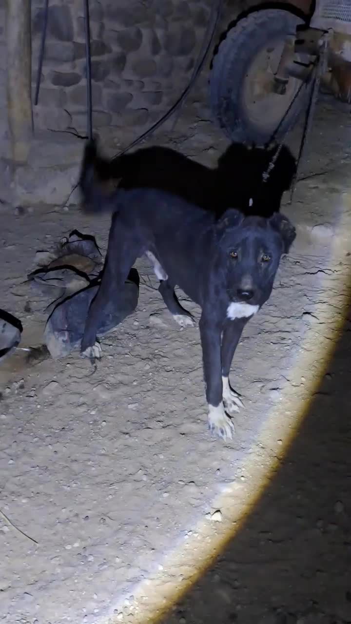 سگ مشکی|سگ|اسفراین, |دیوار