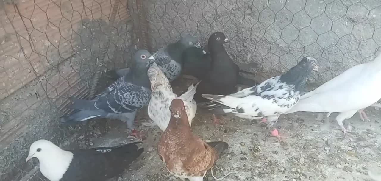 پرنده|پرنده|شیروان (خراسان), |دیوار