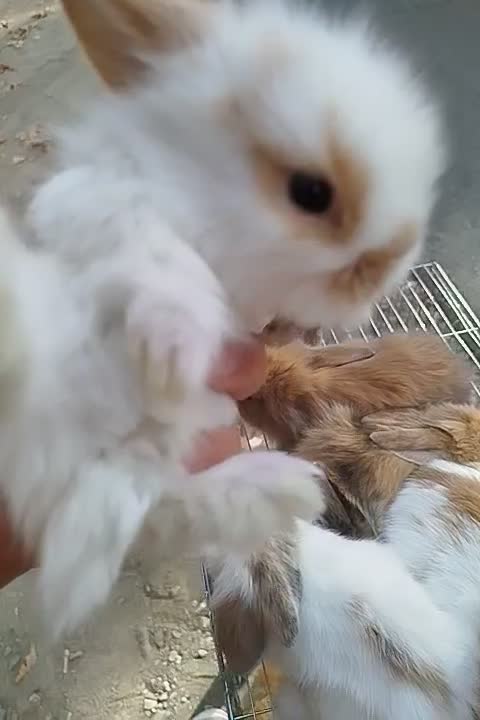 خرگوش لوپ|موش و خرگوش|هشتگرد, اردهه|دیوار