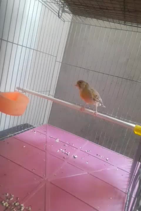 قناری ماده تقریبا اماده کشیده ودرشت کاملاسلامت|پرنده|تهران, توحید|دیوار