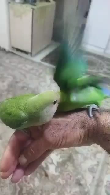 طوطی برزیلی فازدو هستم|پرنده|باوی, |دیوار