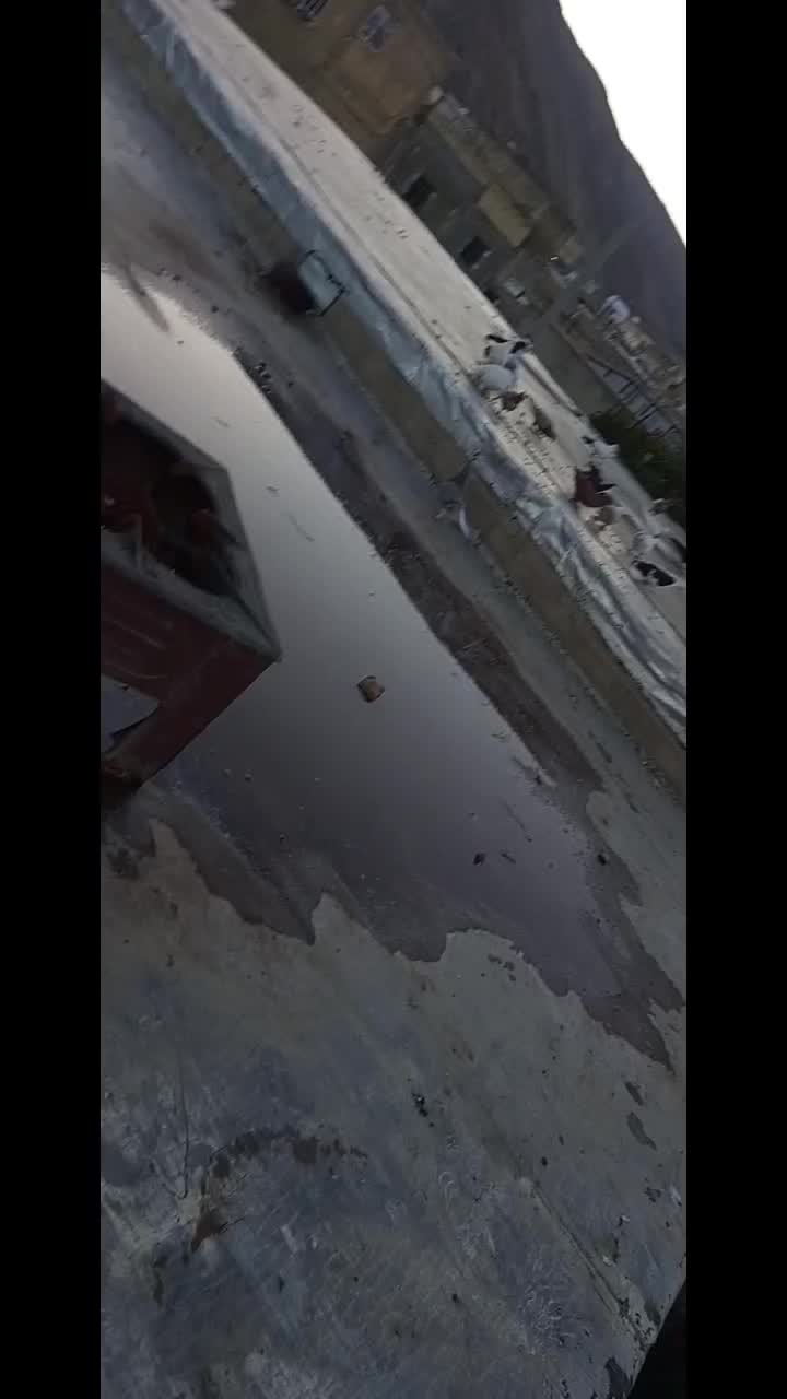 کبوتر|پرنده|شیراز, ظفرآباد|دیوار