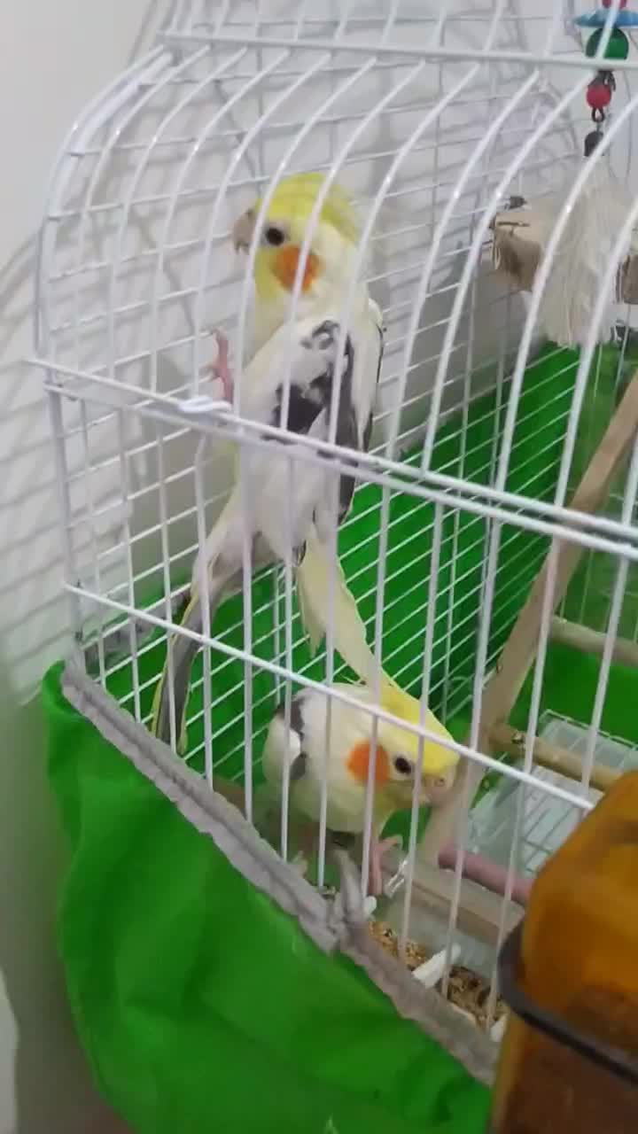 بهترین نژاد طوطی عروس زعفرانی نر|پرنده|رشت, سعدی (تختی)|دیوار