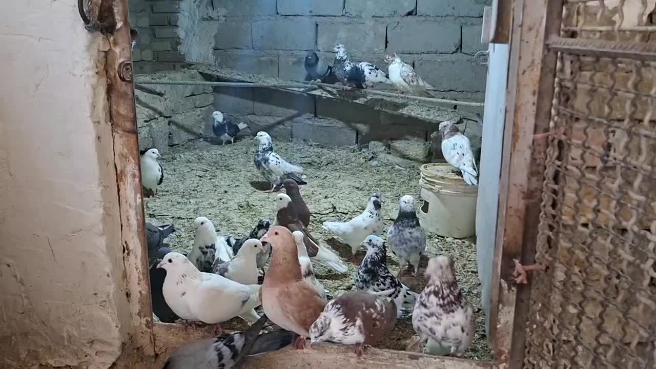 کبوتر|پرنده|سلطانیه, |دیوار