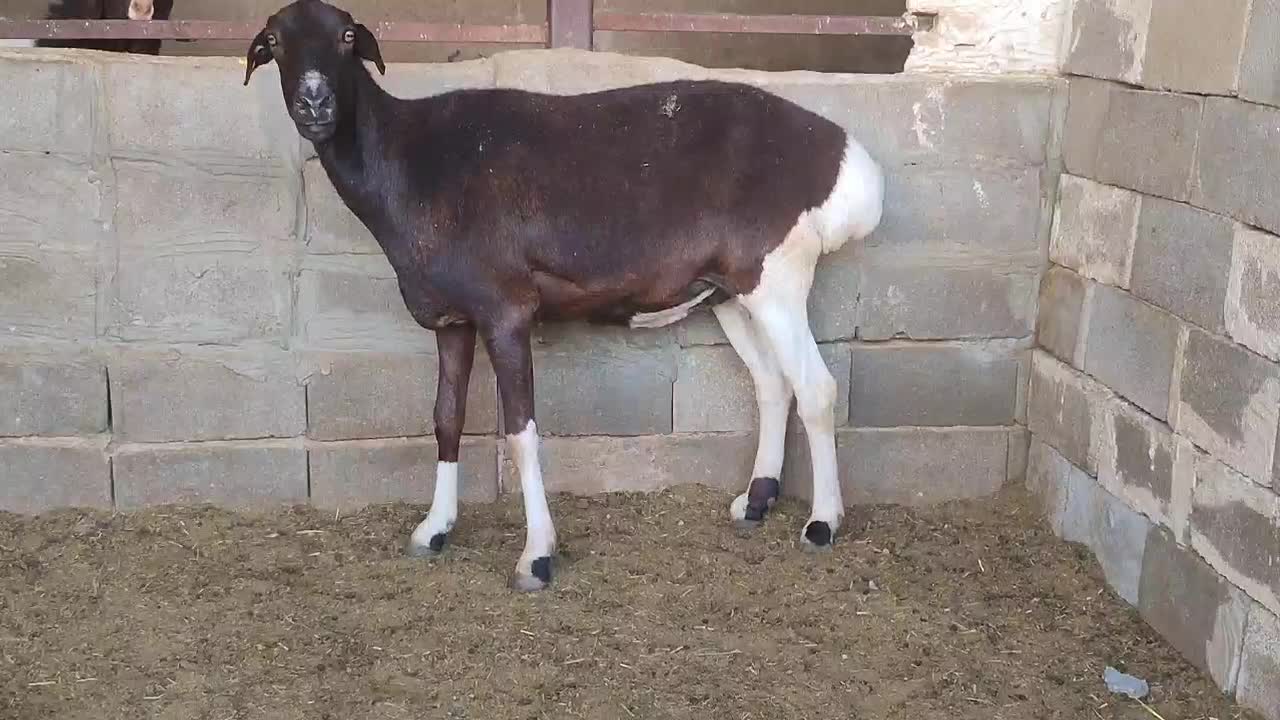 شیشک چینی|حیوانات مزرعه|طسوج, |دیوار