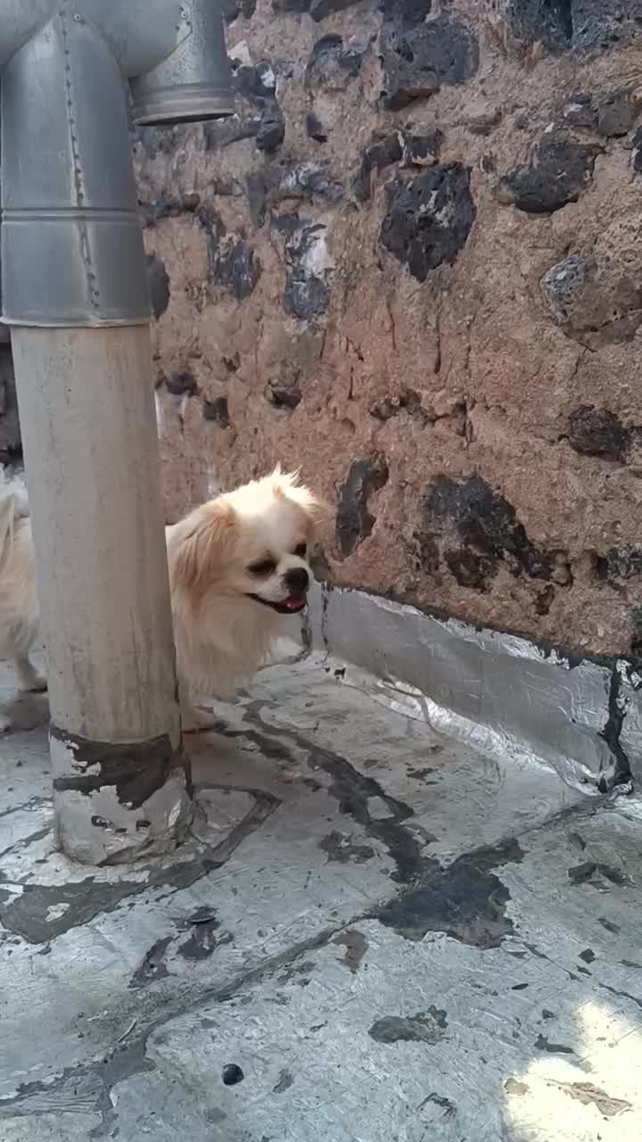 هرکس کسی می خواد زنگ بزنه 10تومن|سگ|ماکو, |دیوار