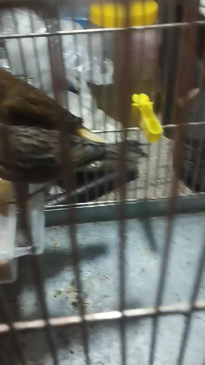 قناری نر وماده سه تا 2500|پرنده|تبریز, |دیوار