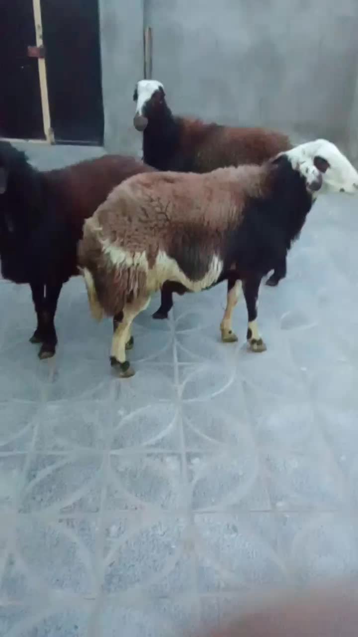 بر قوچ|حیوانات مزرعه|ملایر, |دیوار