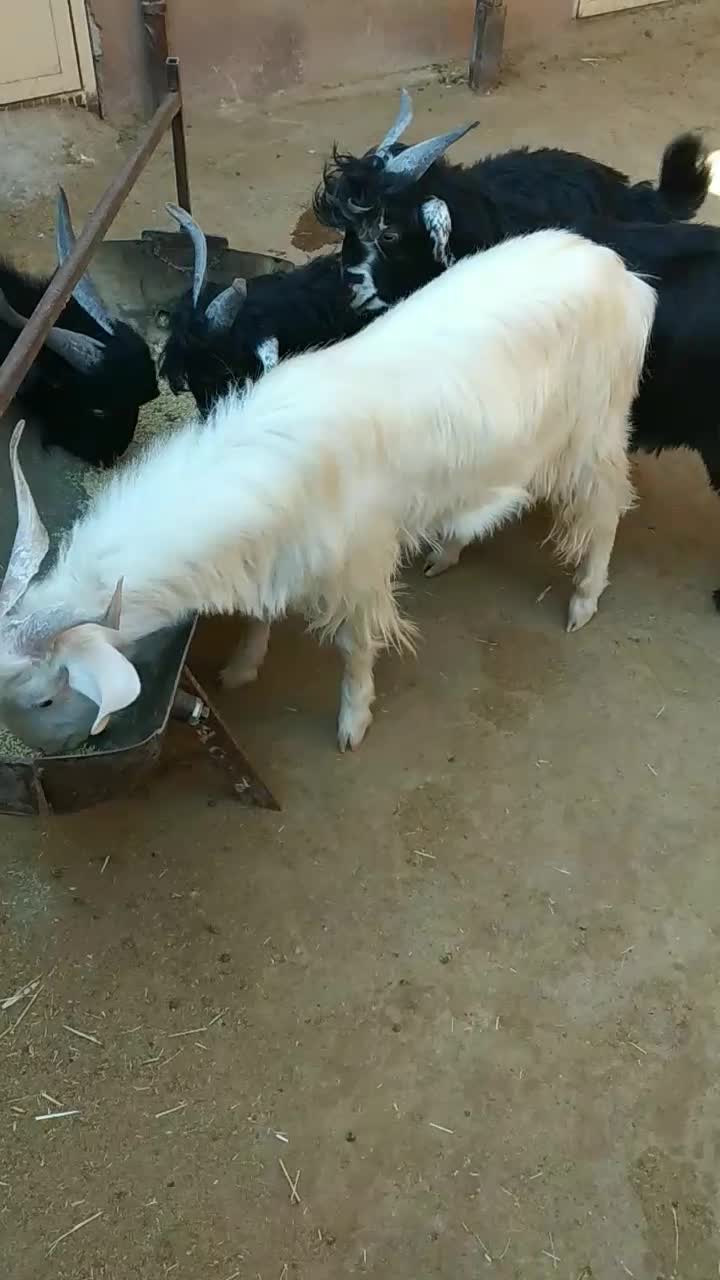 کهره نر در سروستان|حیوانات مزرعه|سروستان, |دیوار