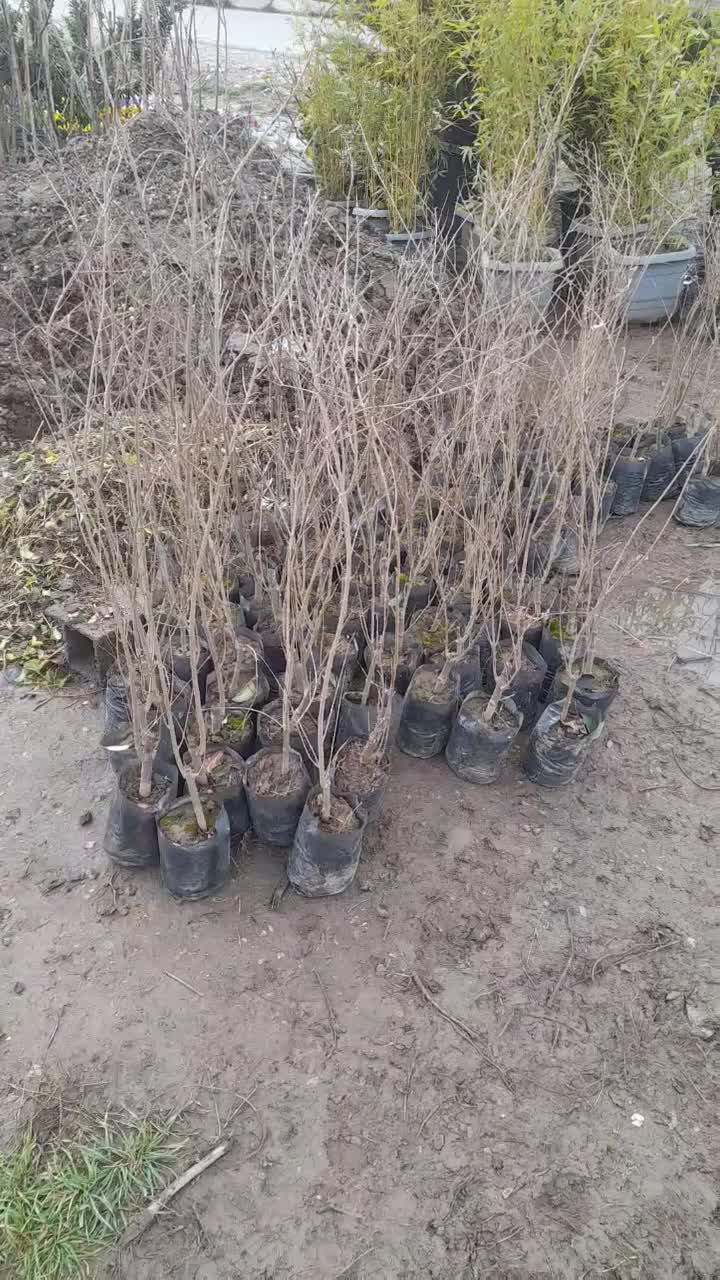 انجیر گلابی و انجیر معمولی و انار و انواع نهال|گل و گیاه طبیعی|علی‌آباد کتول, |دیوار