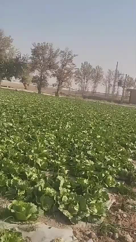 ۷۰۰۰ متر کاهو سالادی|گل و گیاه طبیعی|جوادآباد, |دیوار