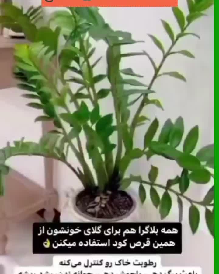 قرص کود|گل و گیاه طبیعی|سبزوار, هویزه|دیوار