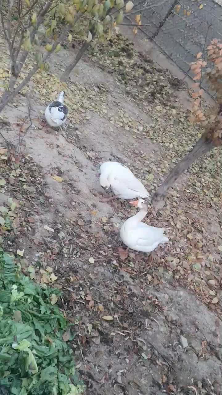 قوغاز لیندا|حیوانات مزرعه|رباطکریم, دهحسن|دیوار