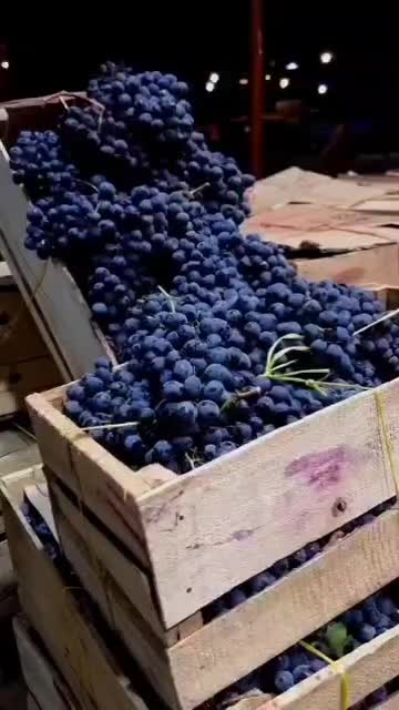 امپراطور انگور دیم سردشت کردستان سیاه سنندج|خوردنی و آشامیدنی|تهران, میدان میوه و تره‌بار مرکزی|دیوار