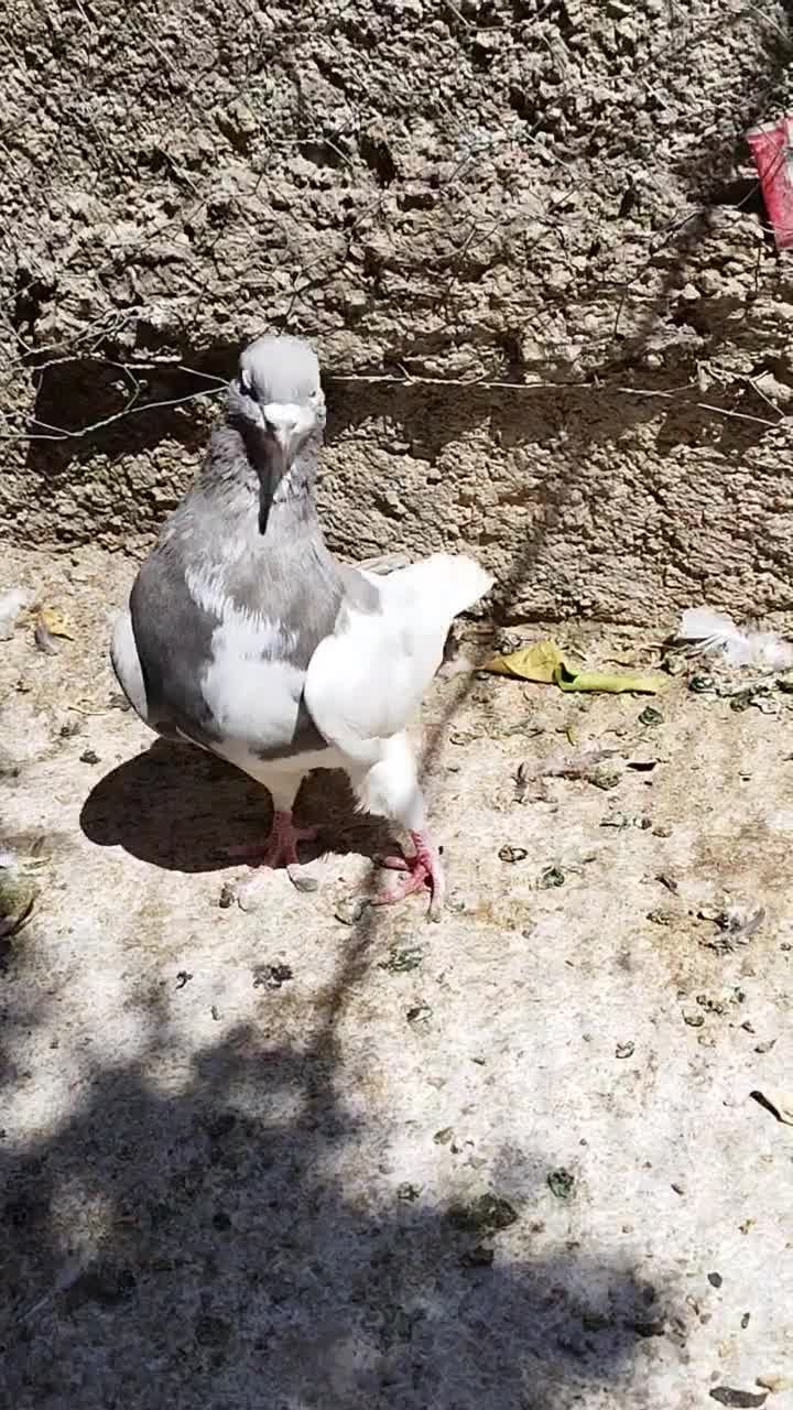 کبوتر شهری یال چپ الماسی گلدار|پرنده|شیراز, شهرک جماران|دیوار