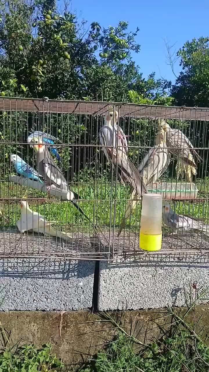 عروس هلندی(رشت،روسر کلاچای)|پرنده|رحیم‌آباد, |دیوار