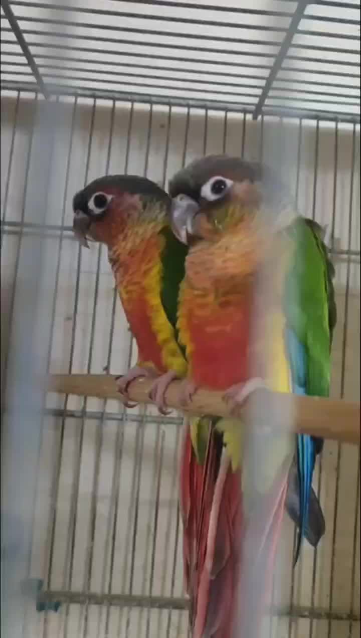 گرینچیک.عروس . خورشیدی.برزیلی.مرغ عشق|پرنده|محمدشهر, محمدشهر|دیوار