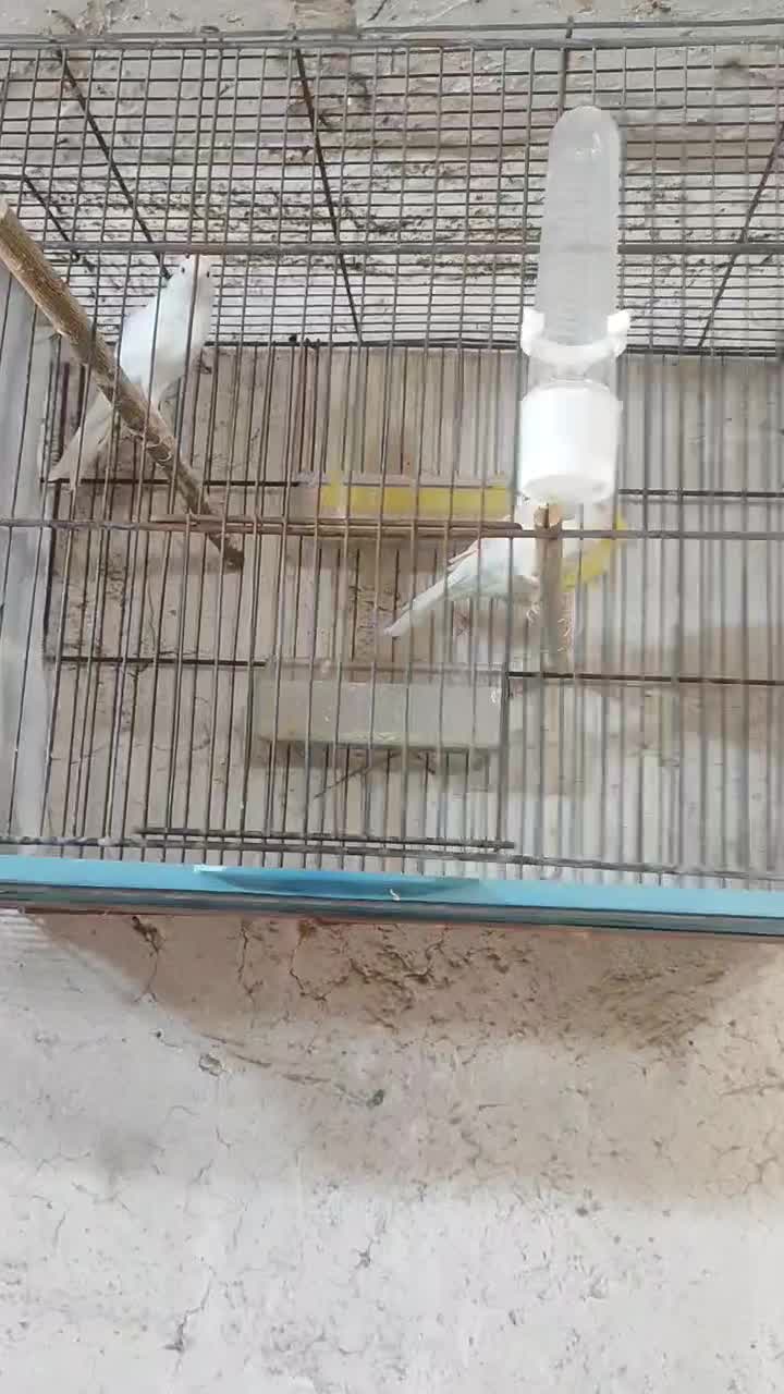 قناری ماده درجه یک سفید و طلایی|پرنده|خورموج, |دیوار