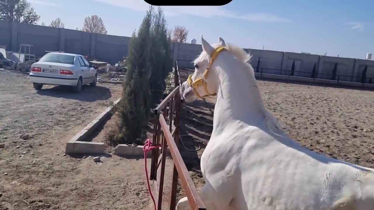 عرب دوسروارداتی|اسب و تجهیزات اسبسواری|صباشهر, |دیوار