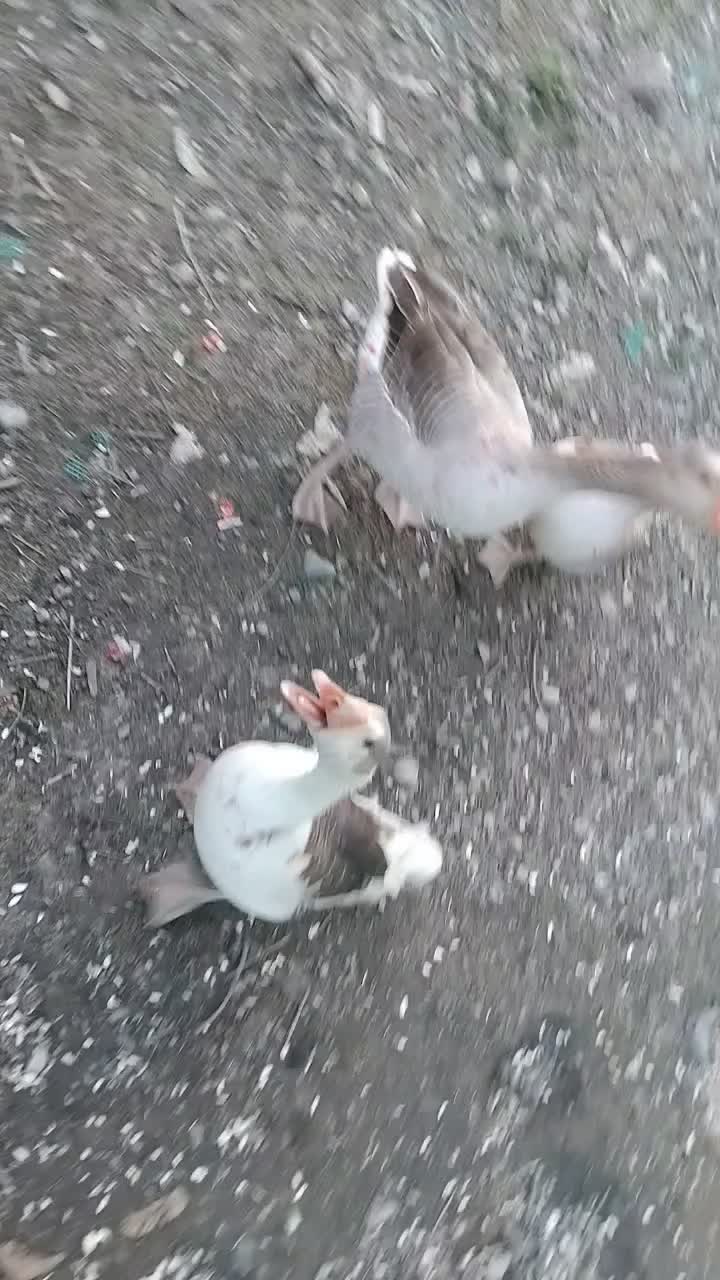 غاز|حیوانات مزرعه|شفت, |دیوار