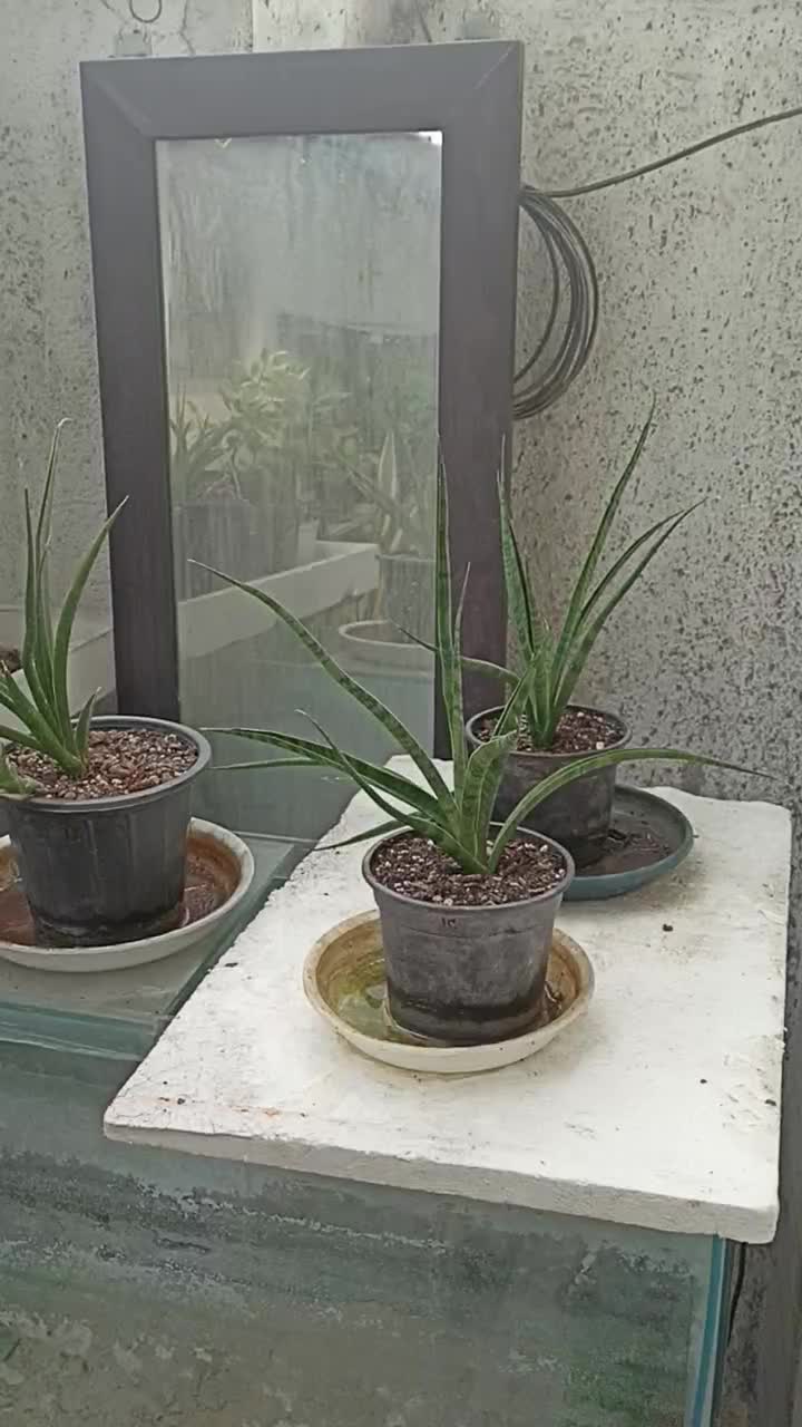 گل‌های آپارتمانی و بیرونی|گل و گیاه طبیعی|ساری, |دیوار