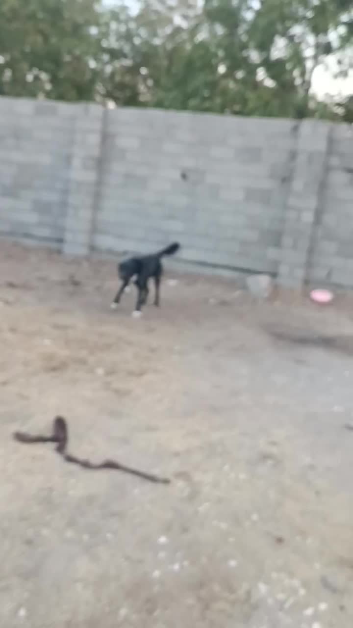 سگ نگهبان|سگ|محمدیه-قزوین, |دیوار