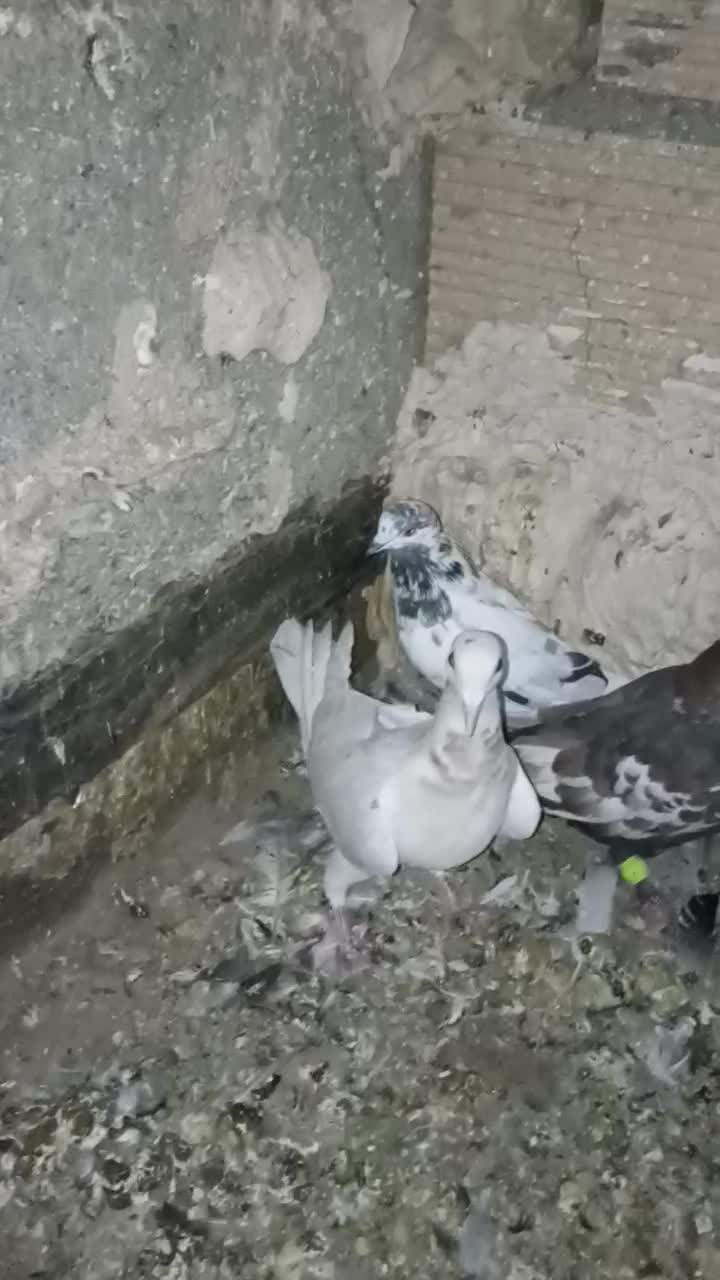 جوجه سار|پرنده|گلبهار, شهر جدید گلبهار|دیوار