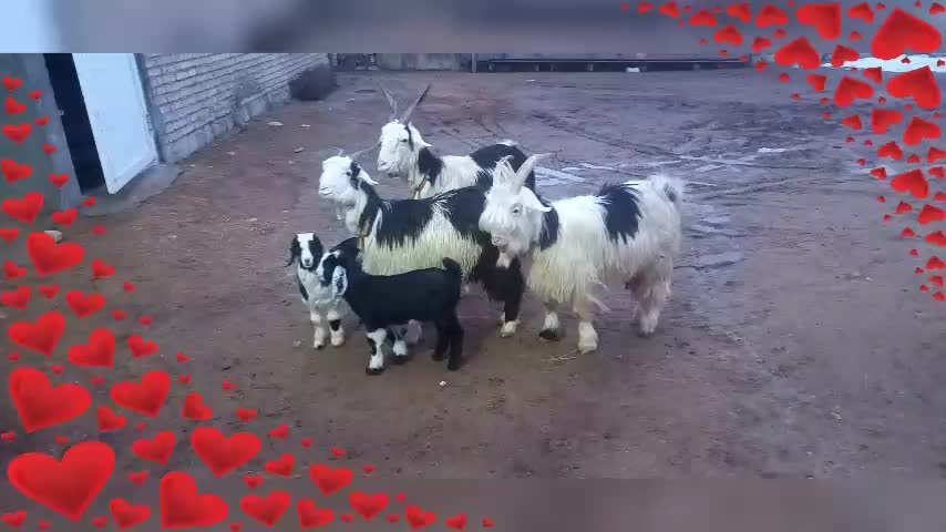 بز بختیاری|حیوانات مزرعه|کرمانشاه, |دیوار