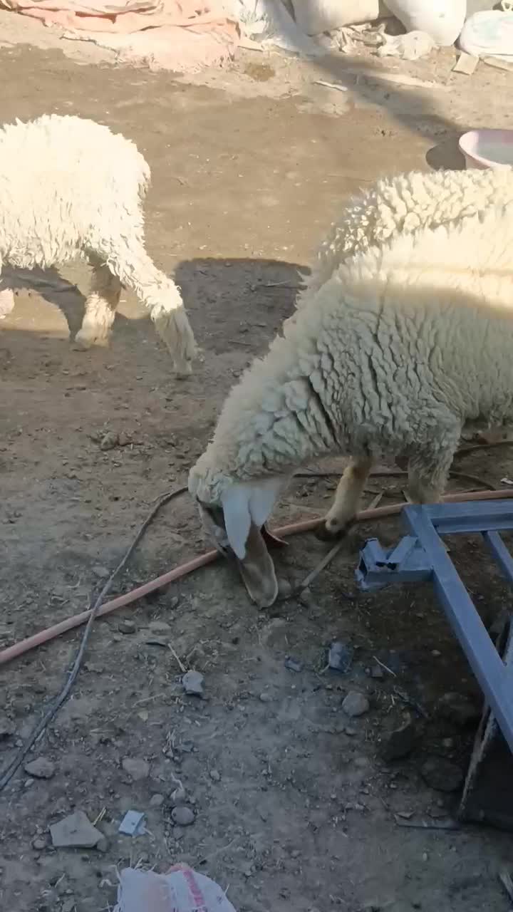 بره مری|حیوانات مزرعه|زابل, |دیوار