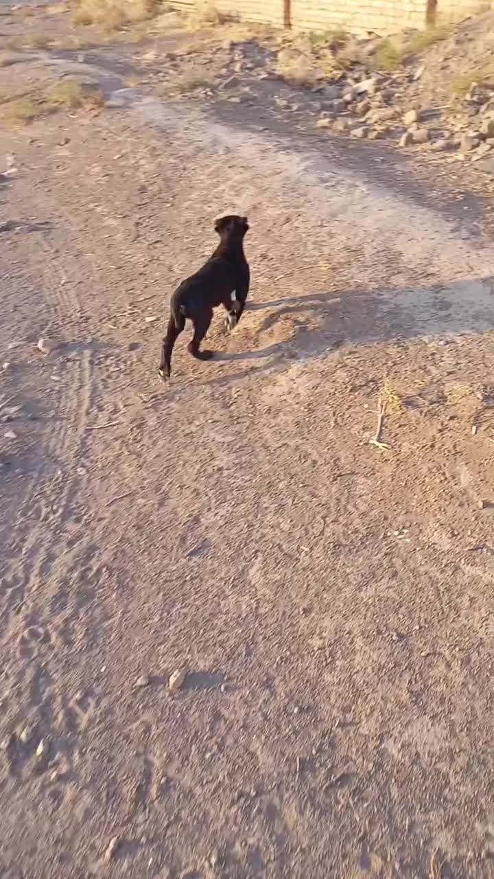 توله دوماهه|سگ|تربت‌حیدریه, پائین ولایت|دیوار