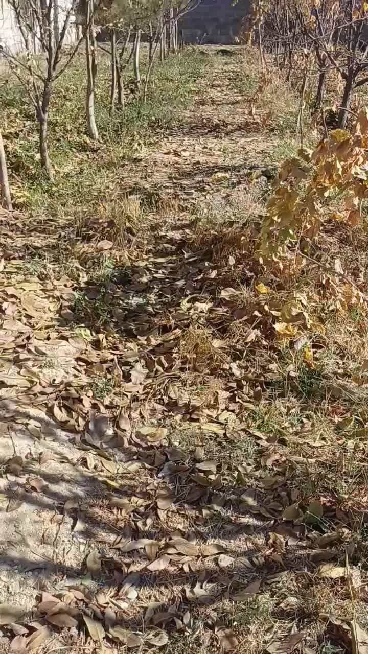 ویلا اجاره ای سهیلیه مخصوص مراسمات با امنیت کامل|خدمات پذیرایی، مراسم|هشتگرد, تهران دشت|دیوار