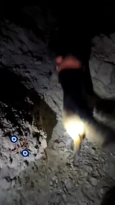 ژرمن شپرد شولاین نر|سگ|جیرفت, |دیوار