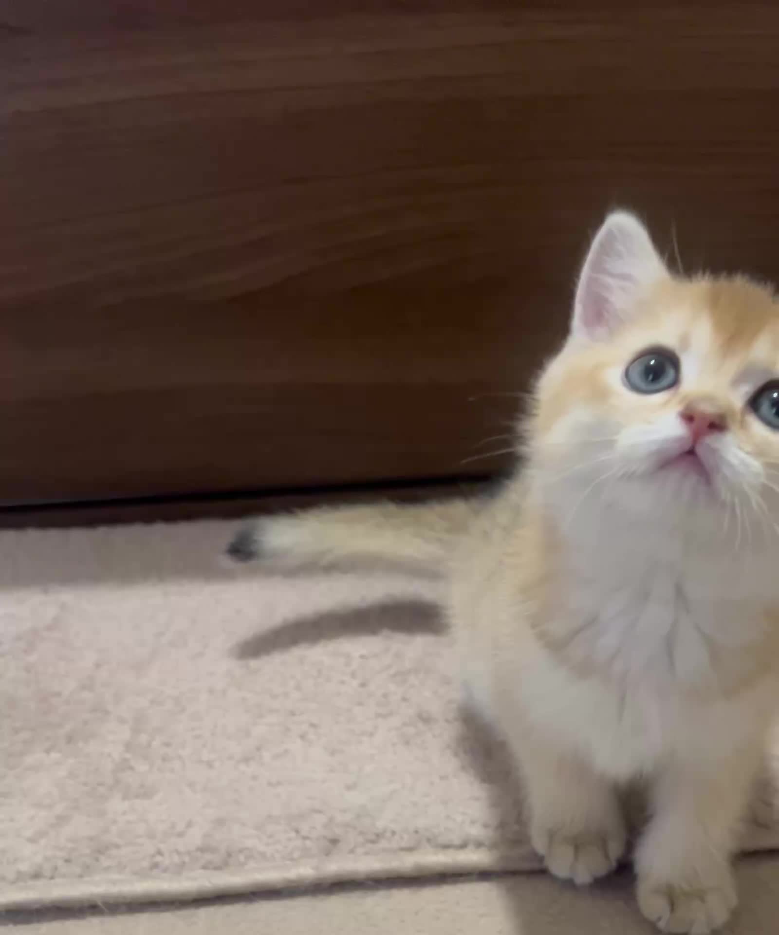 گربه بریتیش گلدny11 بسیار اصیل|گربه|بندرعباس, |دیوار