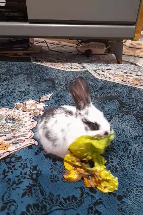 خرگوش سفید و سیاه خوشگل|موش و خرگوش|اهواز, امانیه|دیوار