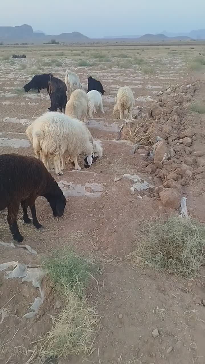 سلام 20جفت میش جفتی 30|حیوانات مزرعه|شهرضا, |دیوار