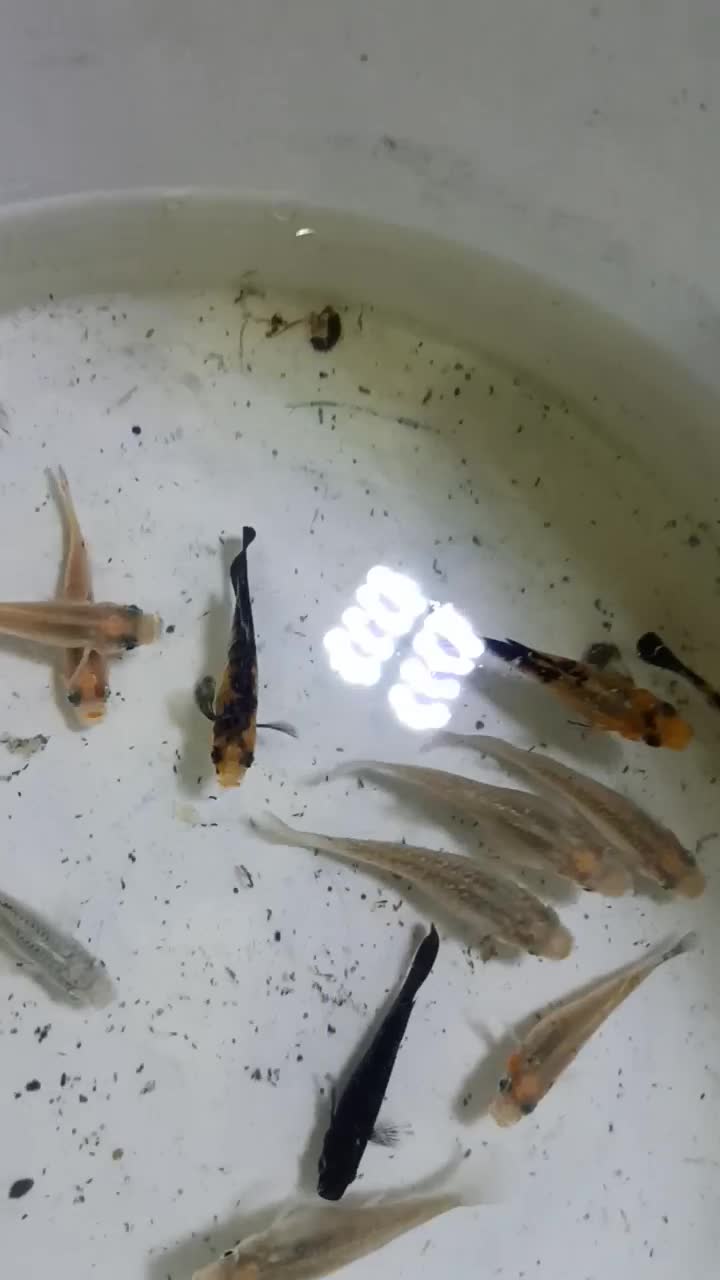 مولی و سوارتل|ماهی|کاشان, فین بزرگ|دیوار