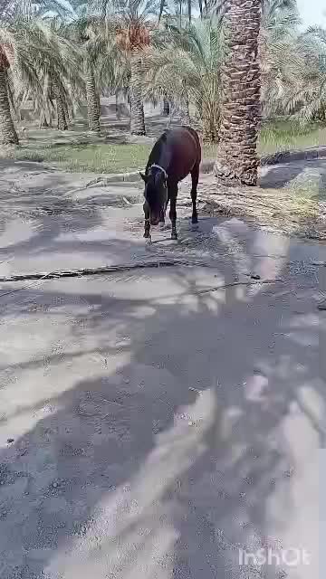 اسب نریان کورد|اسب و تجهیزات اسبسواری|اهواز, زندوکیلی|دیوار