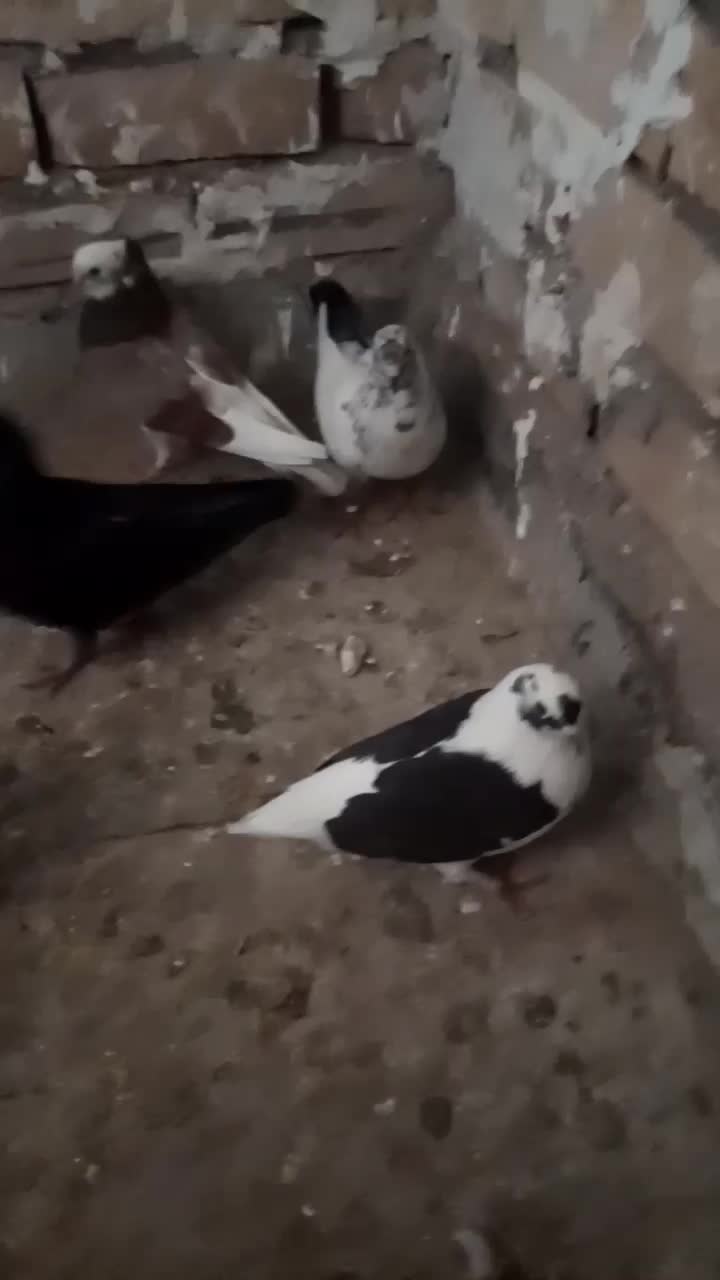 کبوتر یجایی|پرنده|قم, ولیعصر|دیوار