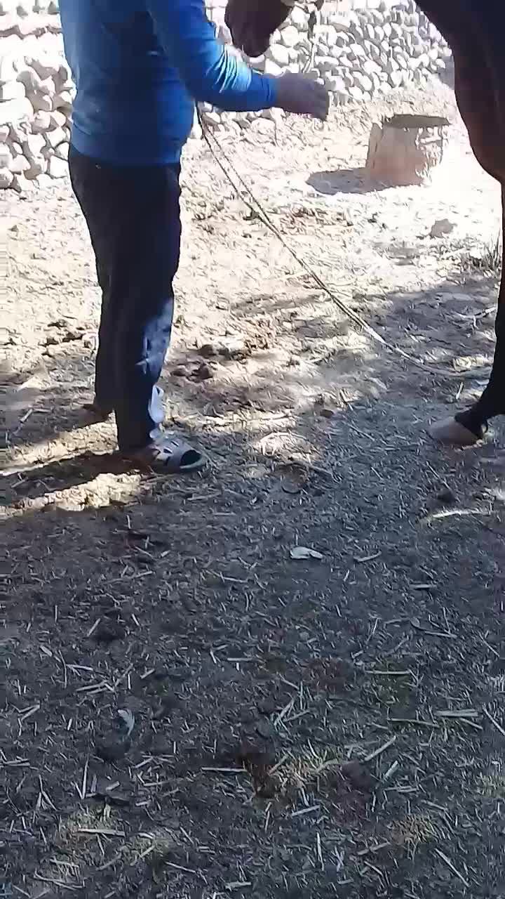 فروش اسب|اسب و تجهیزات اسب‌سواری|جوین, |دیوار